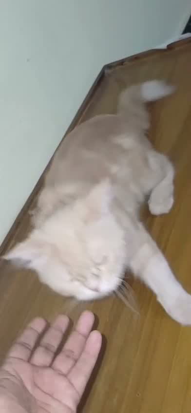 Persian Kitten (Punch Face), farm video