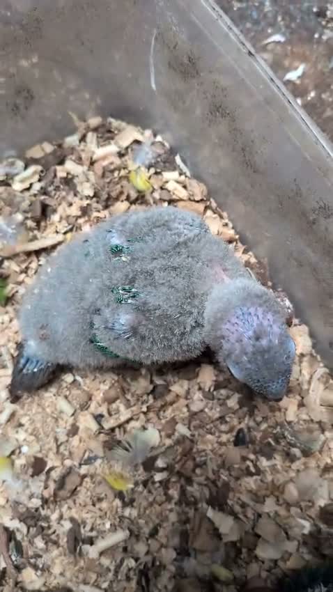 Green Cheek Conure, farm video