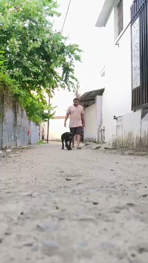 Cane Corso Puppy, farm video