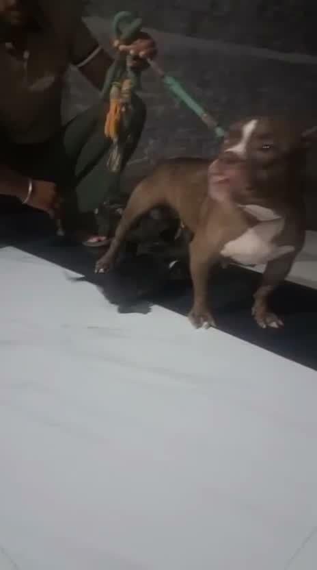 American Bully XL Size Puppy, farm video