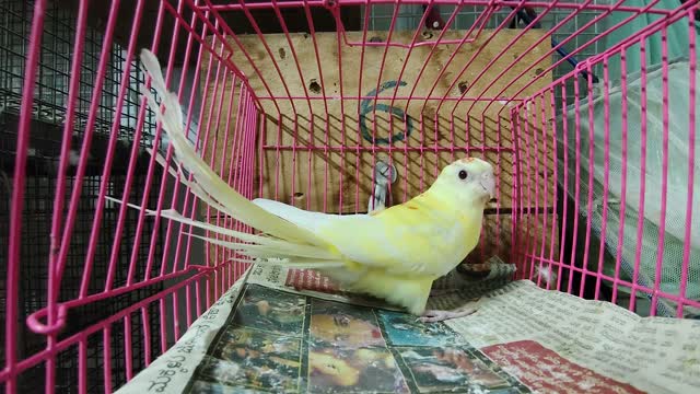 Red-rumped Parakeet, farm video
