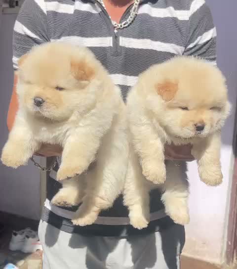 Chow Chow Puppies, farm video