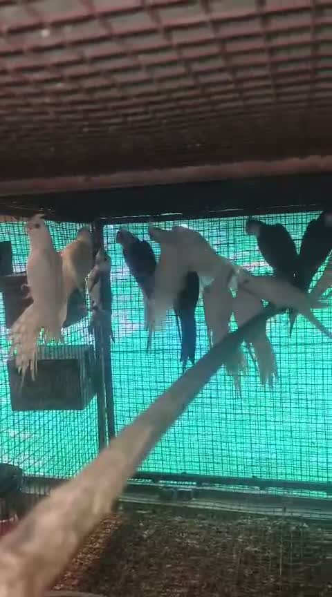 Cockatiel | Pied, farm video