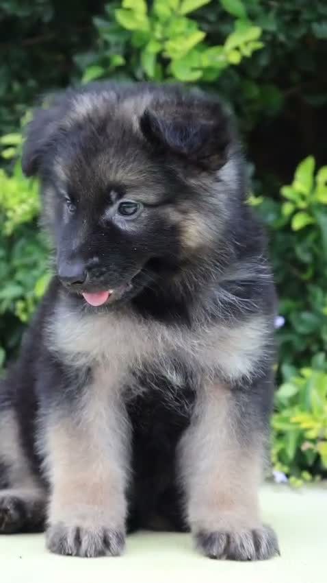 German Shepherd Puppy, farm video