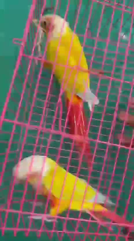 Sun Cheek Conure, farm video