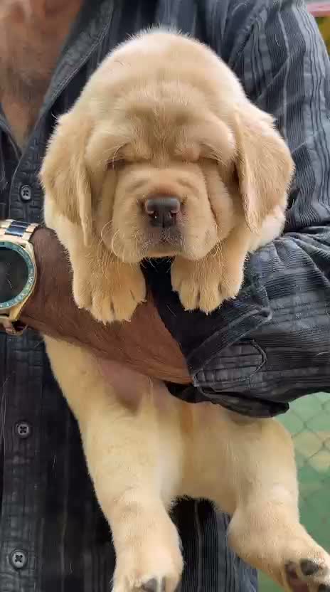 English Bull Dog Puppy, farm video