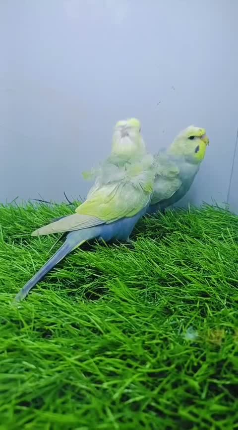 Budgies, farm video