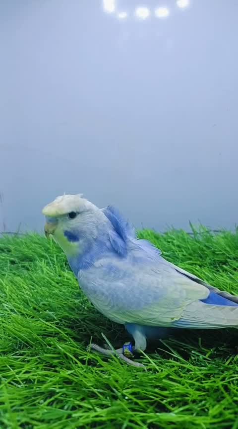Budgies, farm video