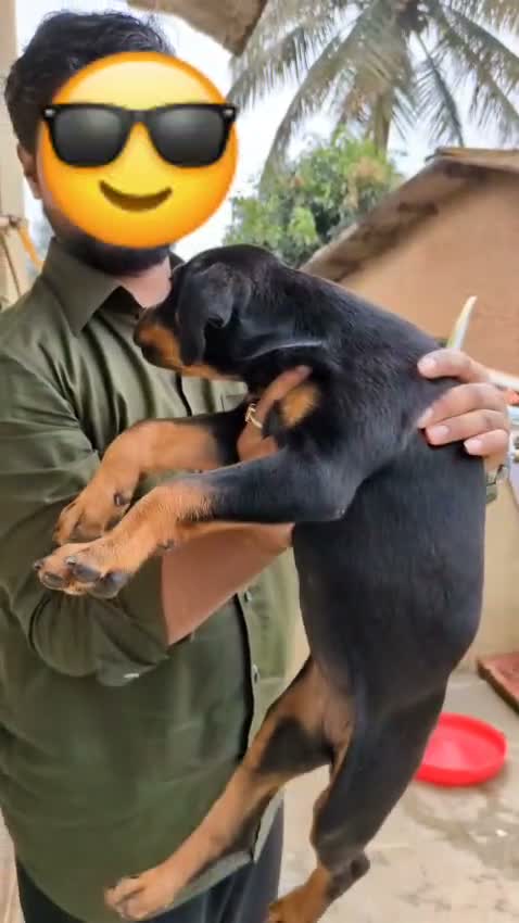 Rottweiler Puppy, farm video