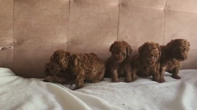 Standard Poodle Puppy, farm video