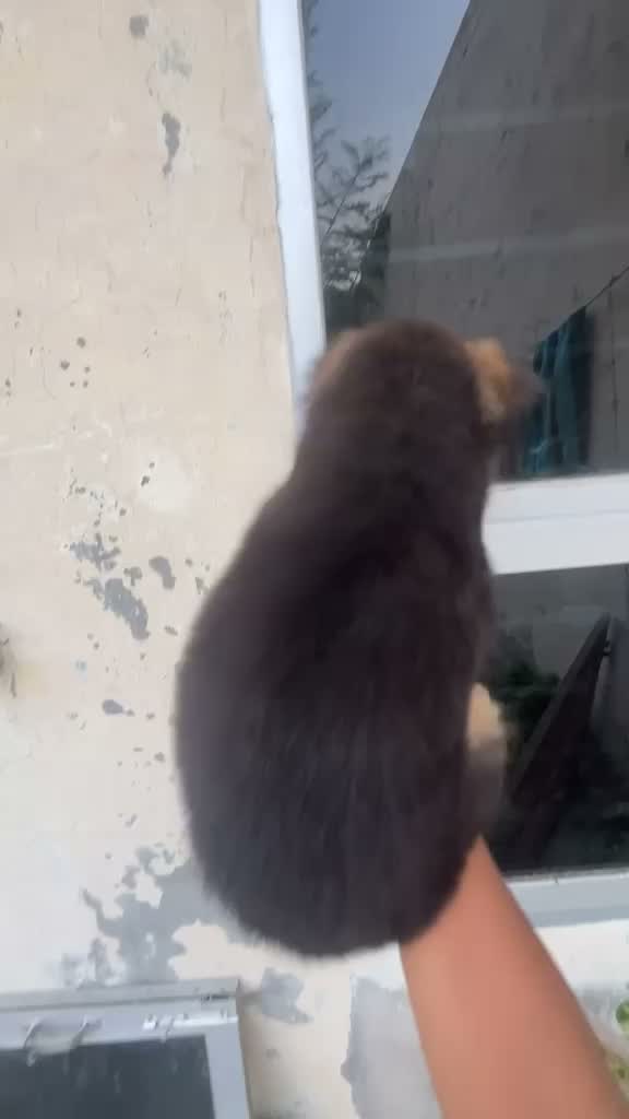 German Shepherd Puppy, farm video