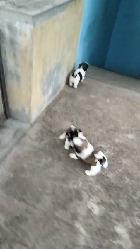Shih Tzu | Black Color, farm video
