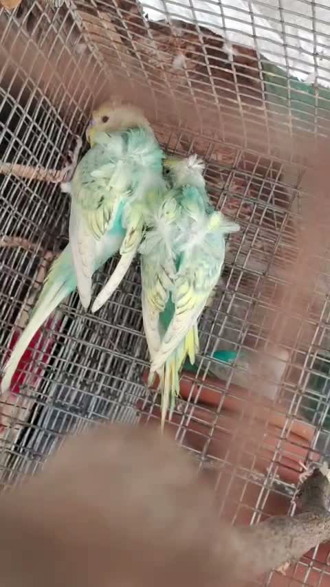 Hogoromo Budgies, farm video