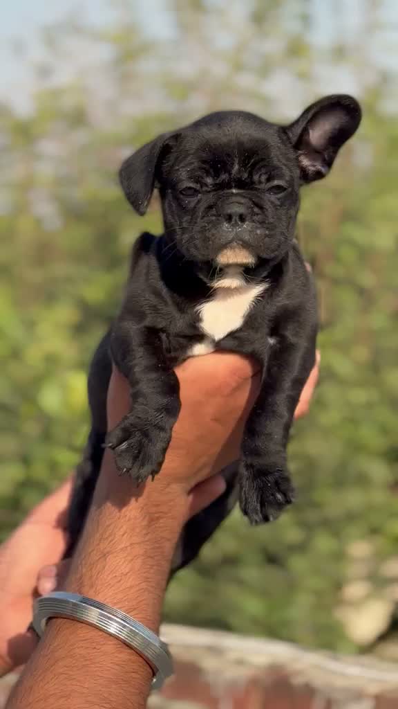 French Bulldog Puppy, farm video