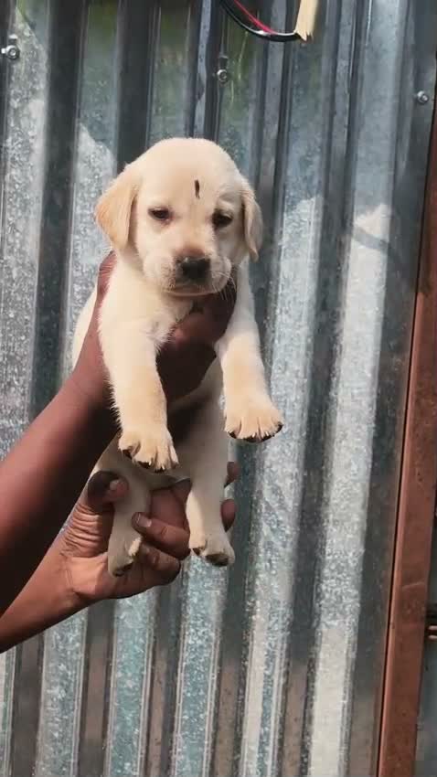 Dachshund Puppy | Brown & Tan, farm video