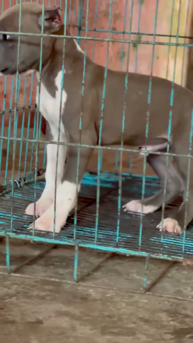 Pitbull Terrier Puppy, farm video
