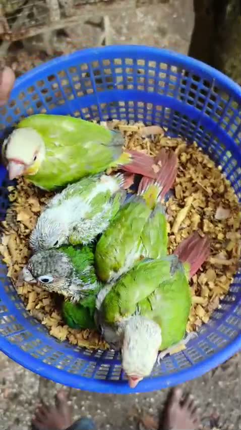 Small Cheek Conure, farm video