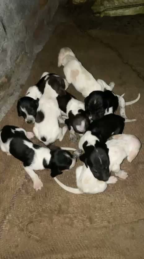 Dachshund Puppy | Brown, farm video