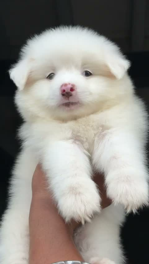 Pomeranian Puppy, farm video