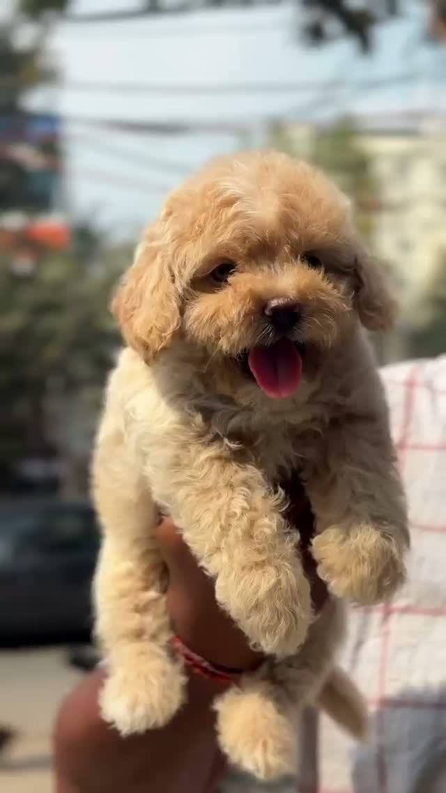 Maltipoo Puppy, farm video