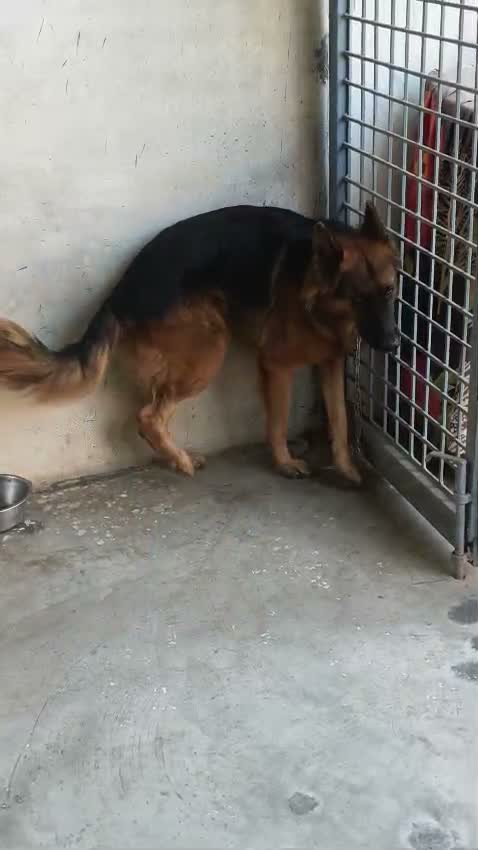 German Shepherd Puppy, farm video