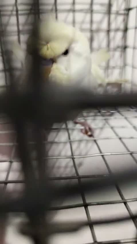 Hogoromo Budgies, farm video