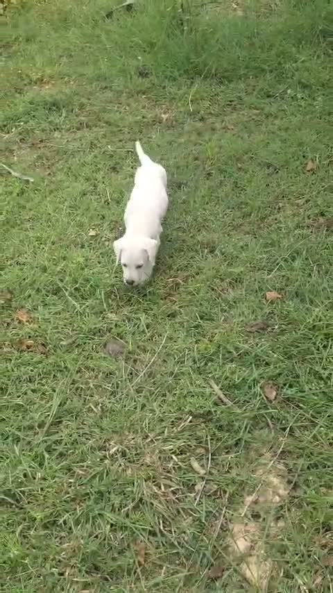 Dachshund Puppy | Brown, farm video