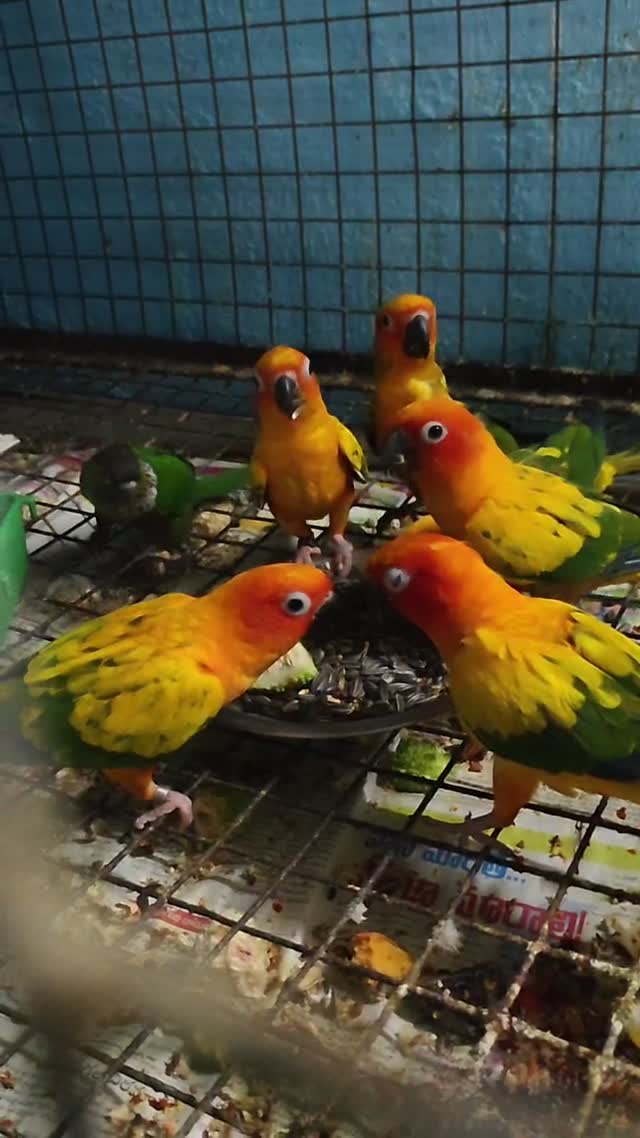 Sun Conure, farm video