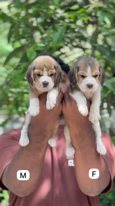 Beagle Black & Tan Puppy, farm video