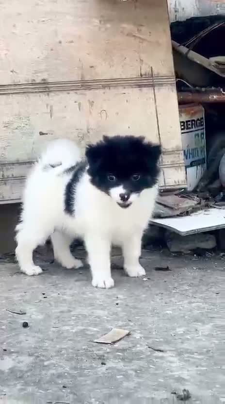 Pomeranian Puppy, farm video