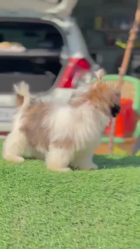 Shih Tzu | Black Color, farm video