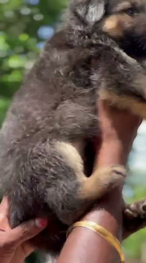 German Shepherd Puppy, farm video