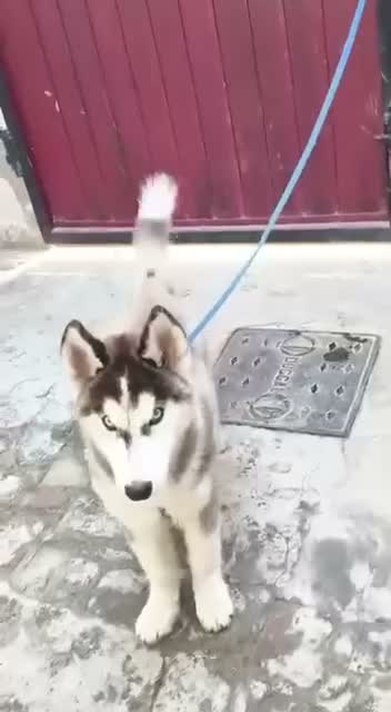 Siberian Husky Puppy | Black & White Color, farm video
