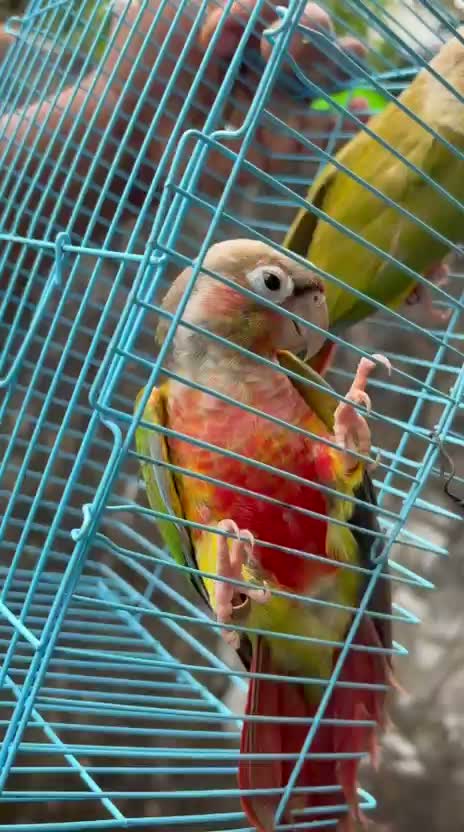 Pineapple Headed Conure, farm video