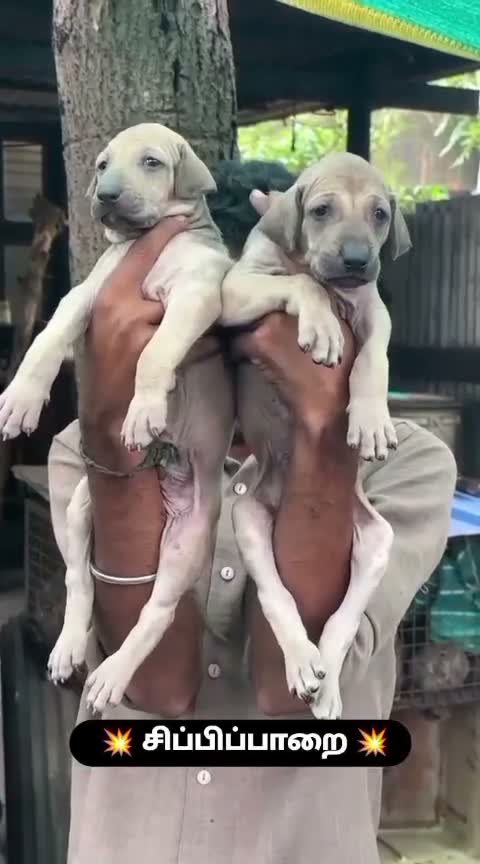 Chippiparai Puppy, farm video