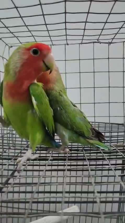 African Love Birds | Violet, farm video