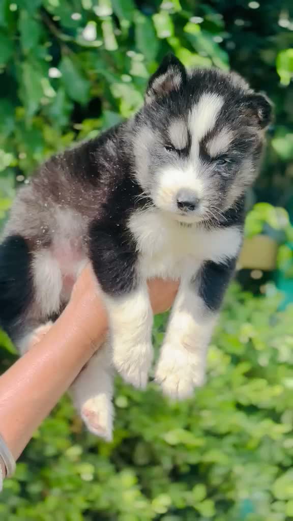 Siberian Husky Puppy | Black & White Color, farm video