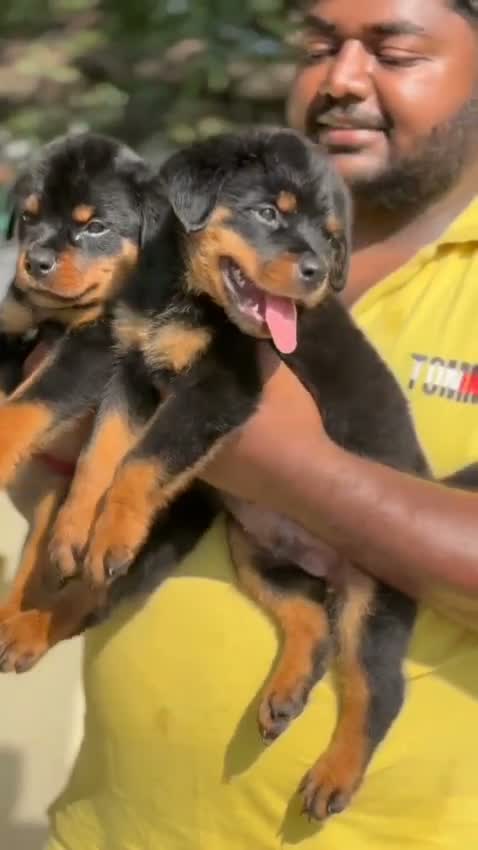 Rottweiler Puppy, farm video