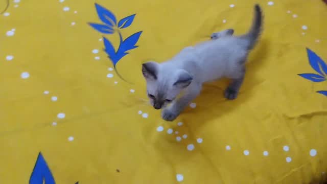Siamese Kitten, farm video
