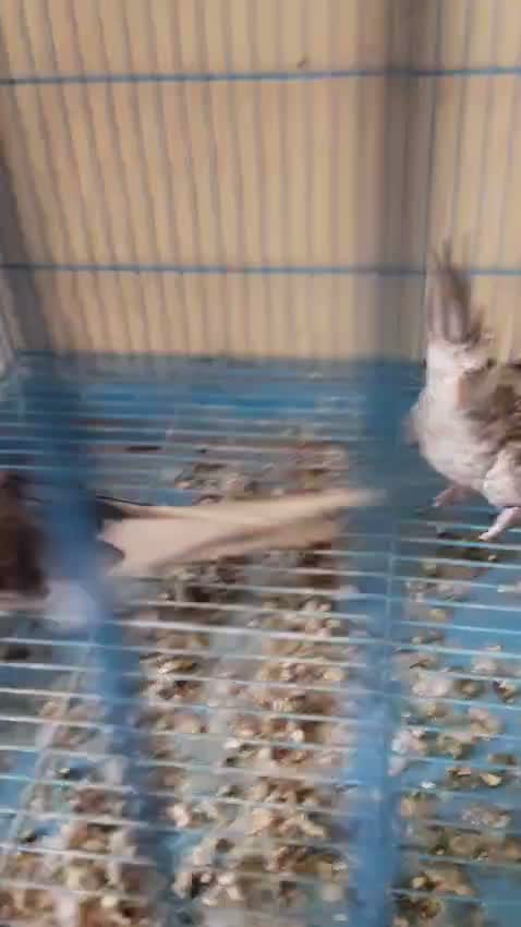 Cockatiel | Pied, farm video