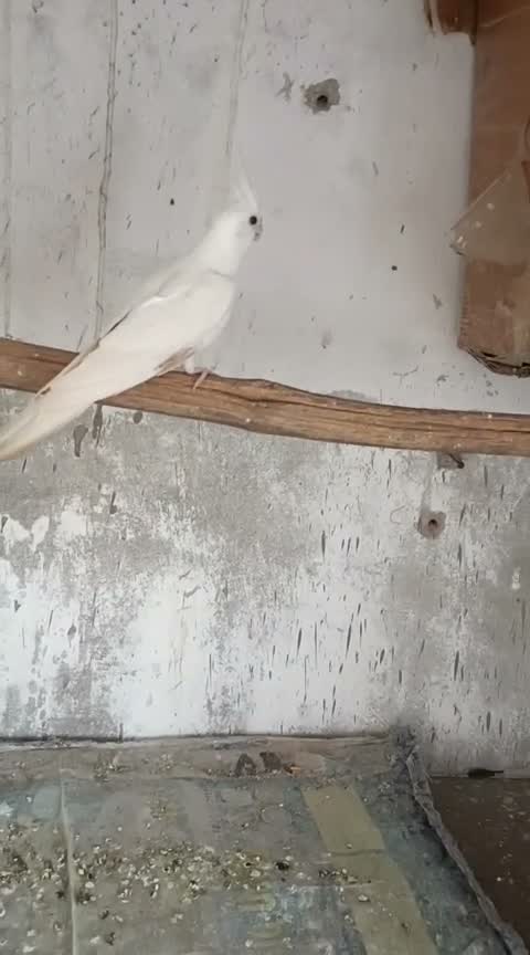 Cockatiel, farm video