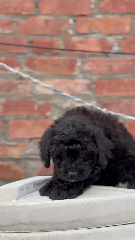 Standard Poodle Puppy, farm video