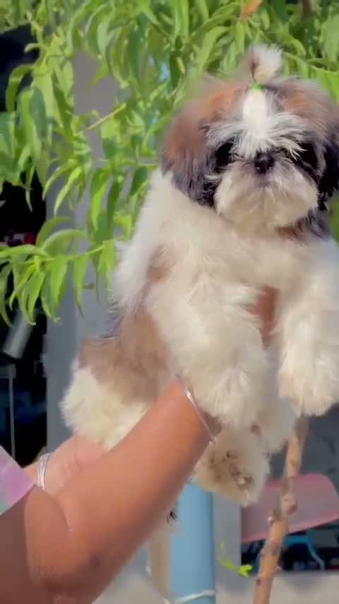 Shih Tzu | Black Color, farm video