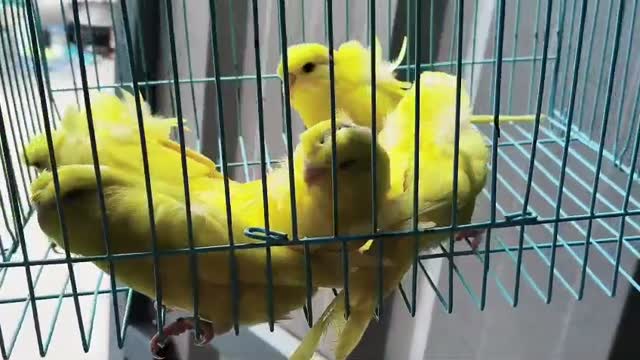 Hogoromo Budgies, farm video