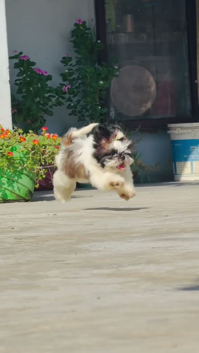 Shih Tzu | Black Color, farm video
