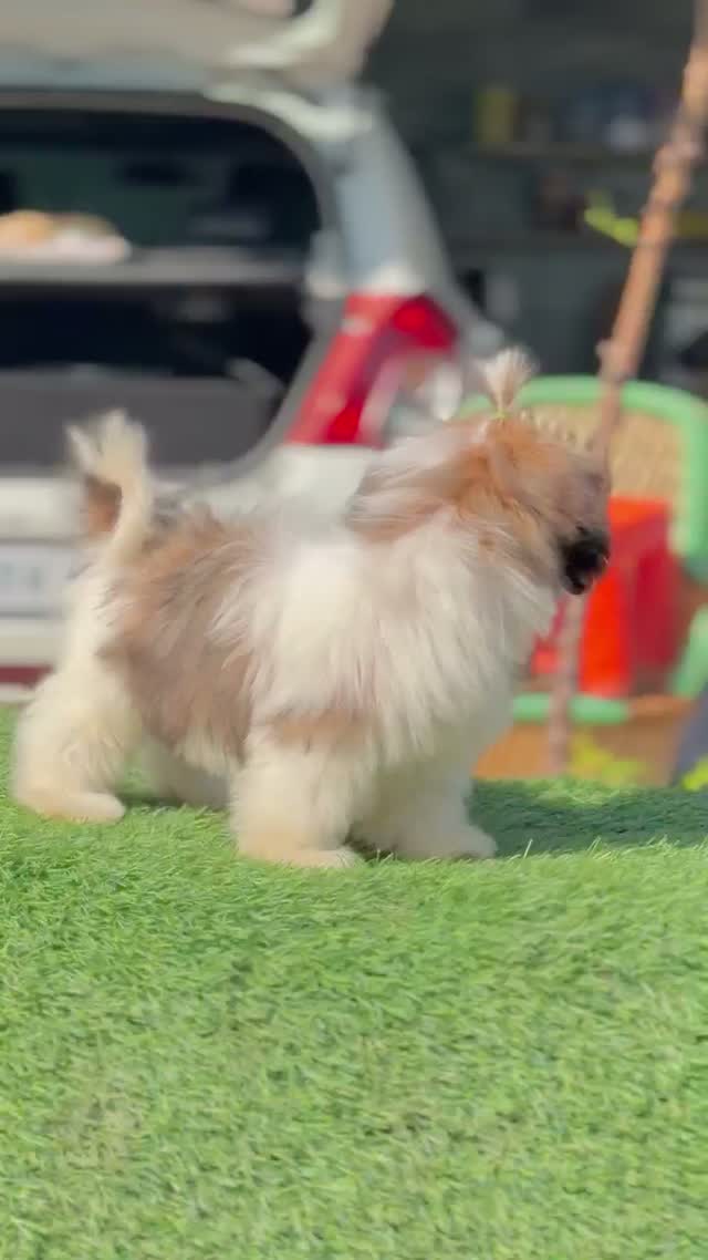 Shih Tzu | Black Color, farm video