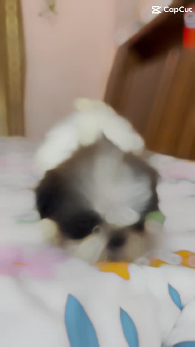 Shih Tzu | Black Color, farm video