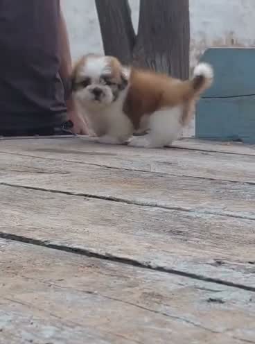 Shih Tzu | Black Color, farm video