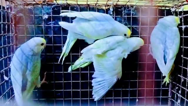 Budgies, farm video