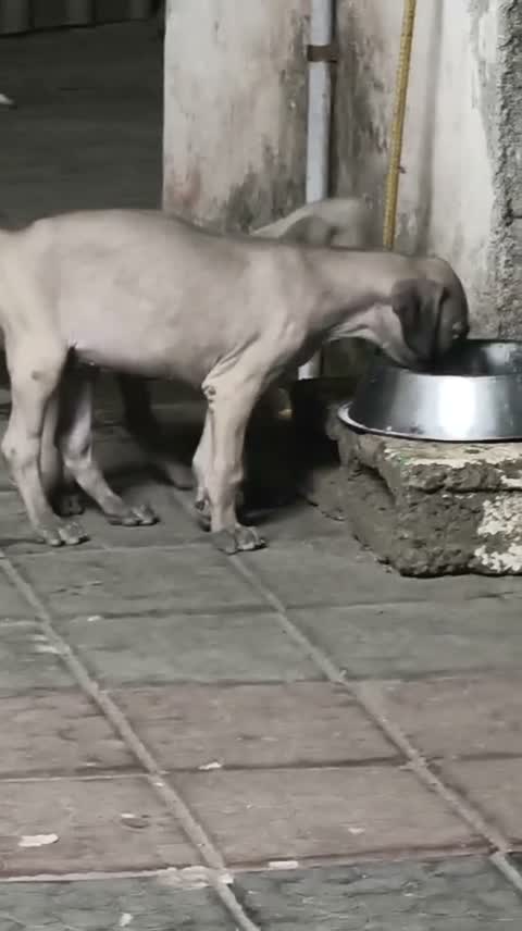 Dachshund Puppy, farm video